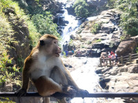/album/fotogaleria-kombo-sri-lanka-a-maldivy1/kombi-zajazd-sri-lanka-a-maldivy-27-jpg1/